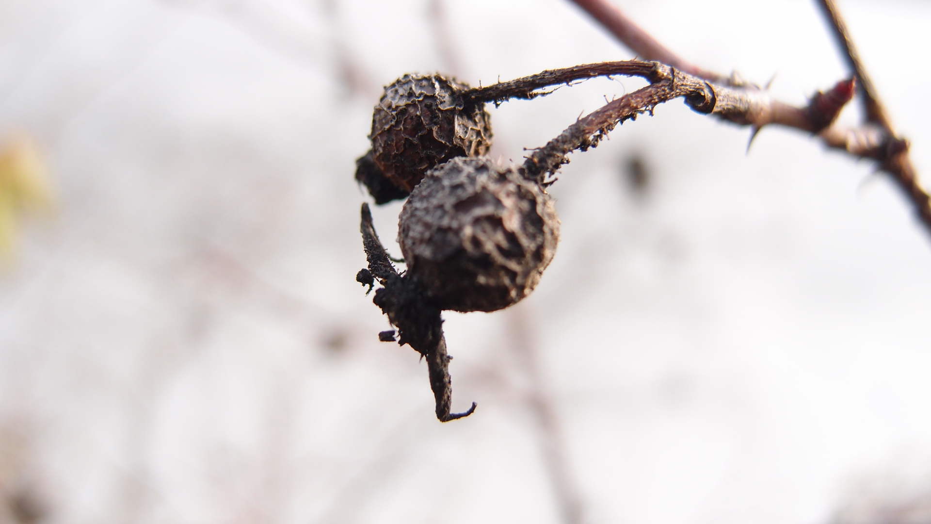 2021-03-10 Hanno Leichtmann - 1996 Monolith (rauschpartikel Remix 1 - 3)